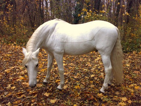 Autum - horses, spanish, grey, andalusian, autum