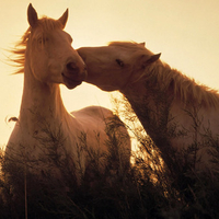 Camargue Horses