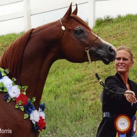 Golden Essence The Purebred Arabian