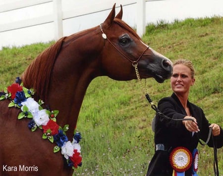 Golden Essence The Purebred Arabian - arabian, horses, purebred, sorrel, chestnut, golden essence