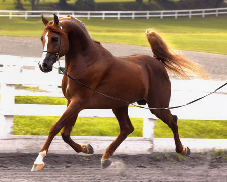 Golden Essence - arabian, horses, purebred, sorrel, chestnut