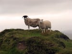 Irish Sheep