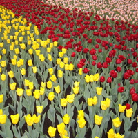 tulips