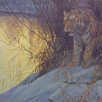 Siberian Tiger