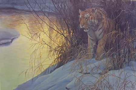 Siberian Tiger - winter, water, hiding, cold, endangered, tiger