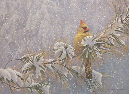 A Winter Cardinal - cardinal, pines, winter, snowy, golden, woods