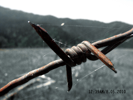 Wire - old, war, wire, rust