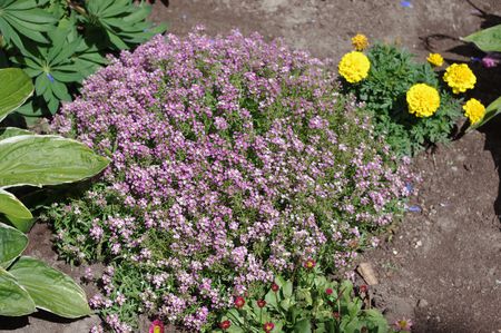 Purple flowers - flowers, bed, purple, plants, colourful