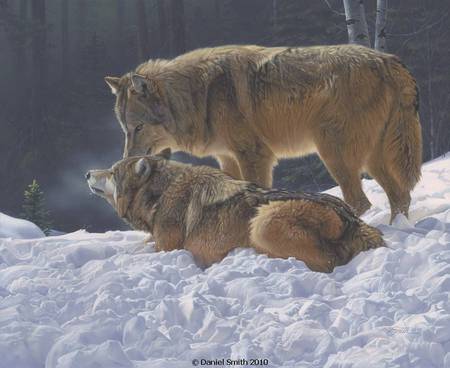 Tenderness - life partners, wolves, cold, winter, night, comfort