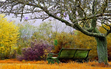 GARDEN BENCH - autumn, fall, old tree, colors, bench, garden