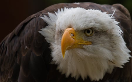 Intense - eagle, birds, bald, close up, animals