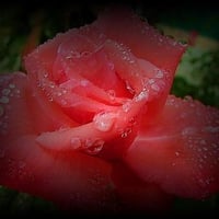 Rose n Dew