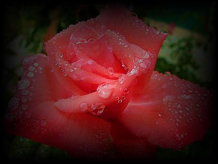 Rose n Dew - nature, dew, red, rose, shadow