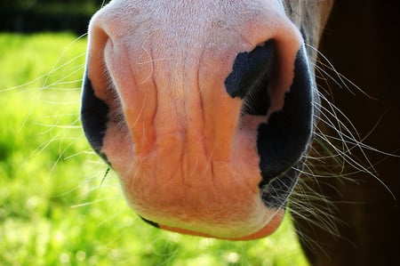 Smile - detail, mouth, horse, grass