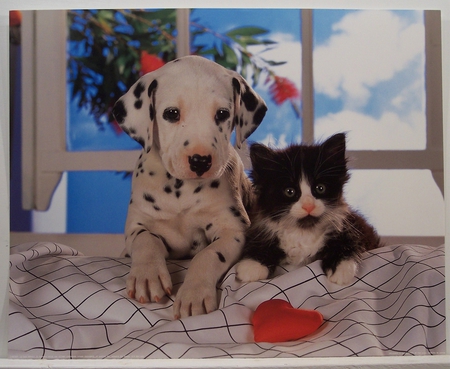 The Paw Law - bed, window, cat, dalmation, sweet, getting along