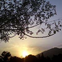 sunset tree in Damascus