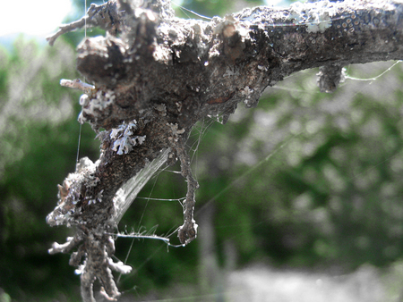 untitled - nature, green, tree, macro