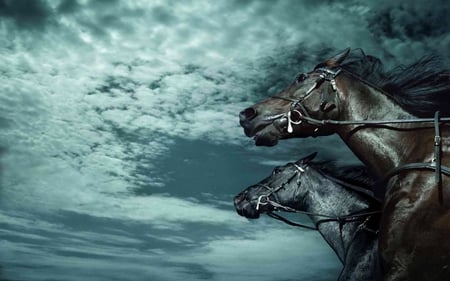 CHASE THE CLOUDS - clouds, skies, black, running, horses, stallions