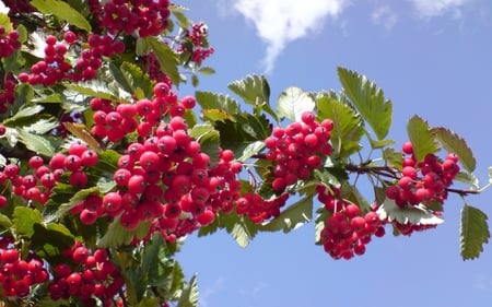 Mountain Ash - berries, mountain, tree, green