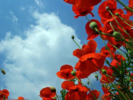 Poppy - beauty, poppy, red, green