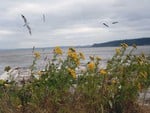 Early Fall Camano Island