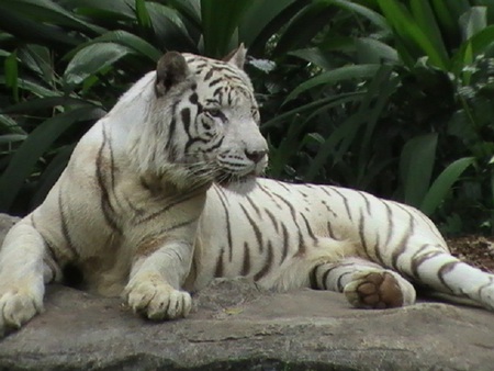 White Tiger - white, singapore zoo, tiger, cat