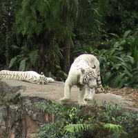 White Tigers