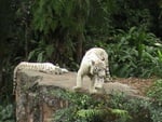 White Tigers