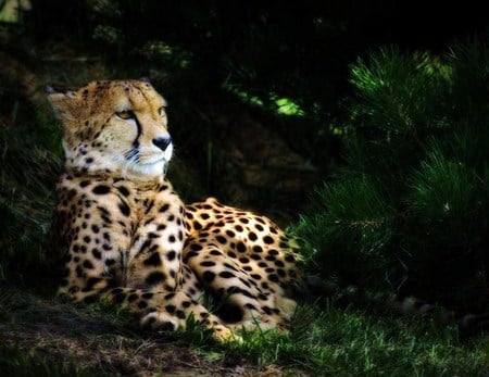 At rest - white, brown, dappled, trees, cheetah, resting, grass, black