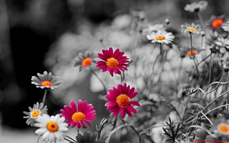 flowers - nature, colors, flowers, landscape