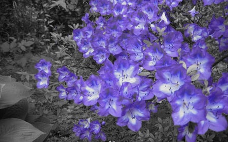 Purple flowers - nature, purple, flowers, 3d