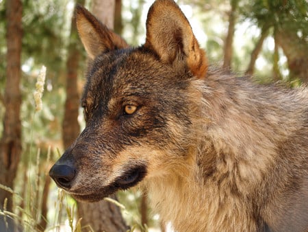 Wolf - nature, wolf, wolves, animals