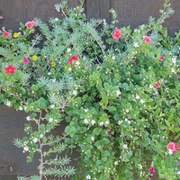 Flowers on the Wall