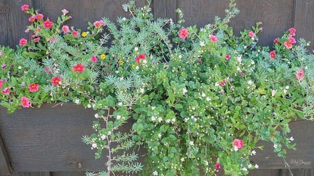 Flowers on the Wall - flowers, summer, widescreen, washington