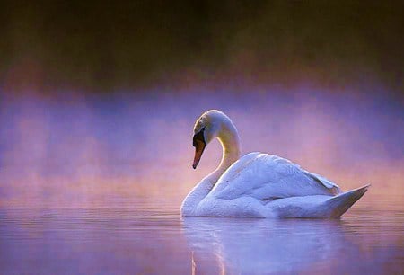 Swan at dusk - swan, soft rays, reflection, swimming, light, dusk