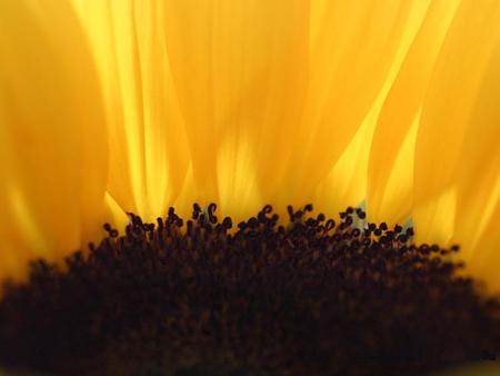 Sunflower. - sunflower, sunflowers, yellow, sun flower, flowers