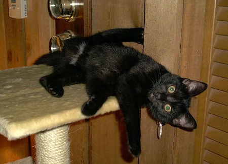 Izzy being silly! - black, cat, kitten, kitty