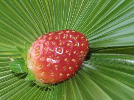 my strawberry berry - fruit on a leaf, leaf, strawberry