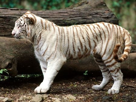 White Bengal Tiger - white, bengal, white tiger, exotic, india, tiger, animals