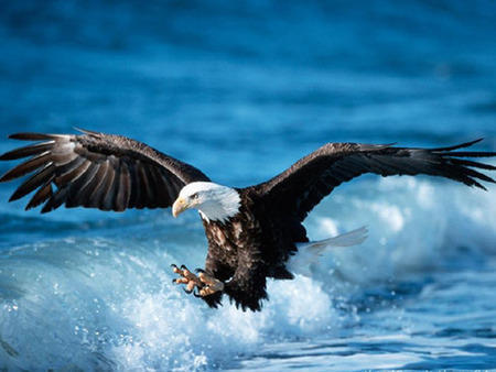 sea eagle