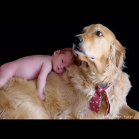 Dog and a baby