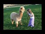 Girl and a llama