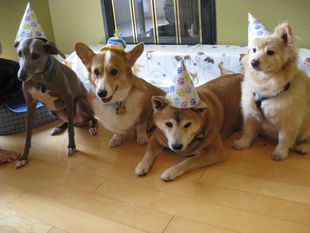 Birthday Party - dog party