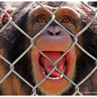 Chimp Behind a Fence