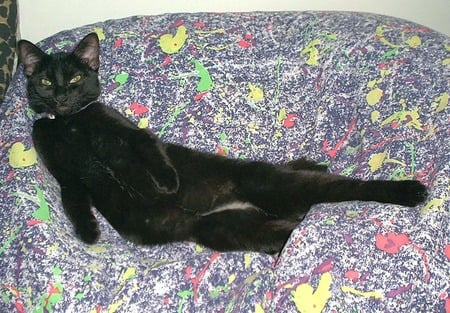 Your bean bag or mine? - adorable, cat, kitty, silly, funny, black, kitten, sweet, izzy