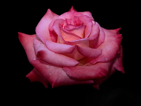 FOSHYA-ROSE - nature, pink, 3d, rose, flower