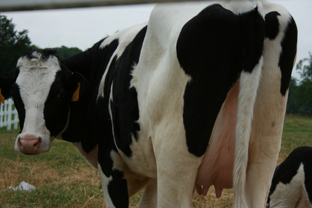 Got Milk? - cow, milk, animal, cattle, farm, dairy, animals