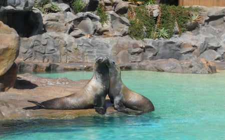 Sealed Love - seals, love, animals, zoo, pool