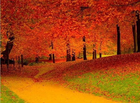 Flame forest - autumn, trees, red, grass, path, yellow path, flaming