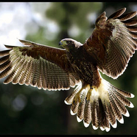 The Hawk
